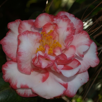 Camellia japonica 'Betty Sheffield Supreme' 