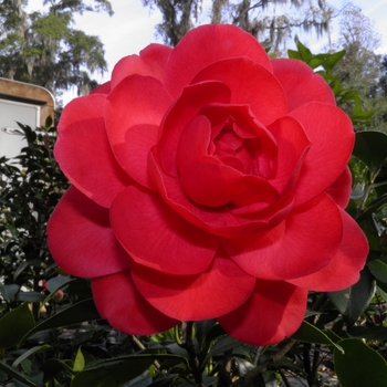 Camellia japonica 'Big Daddy' 