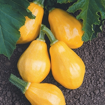 Cucurbita pepo 'Papaya Pear' 