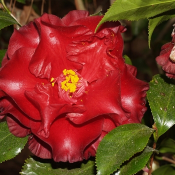 Camellia japonica 'Black Magic' 