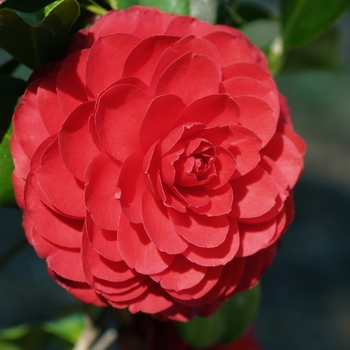Camellia japonica 'Black Tie' 