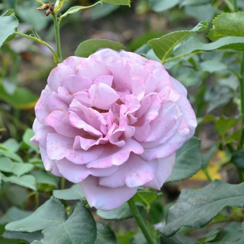 Rosa 'Koko Loco'