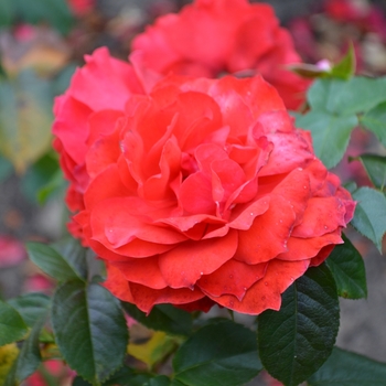 Rosa 'Light My Fire'