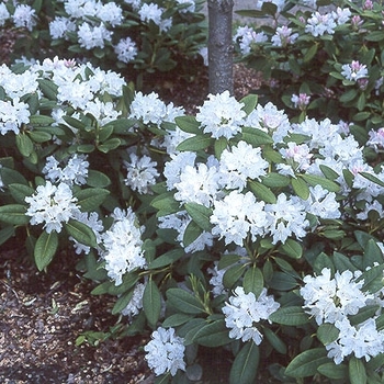 Rhododendron 'Boule de Neige' 