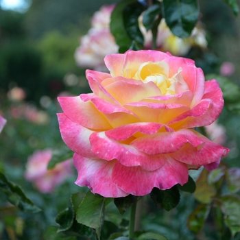 Rosa 'Love & Peace®'