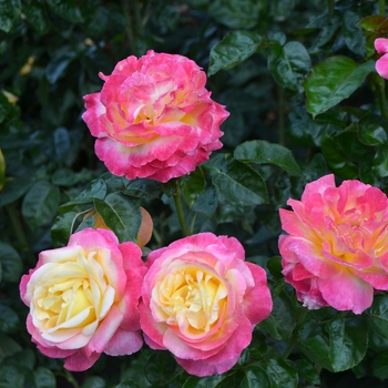 Rosa 'Love & Peace&reg;' (065153)
