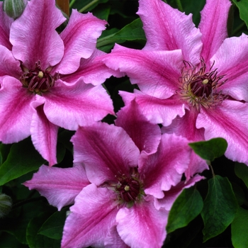 Clematis 'Cherokee' 