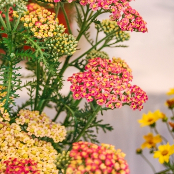 Achillea millefolium 'Pineapple Mango' 