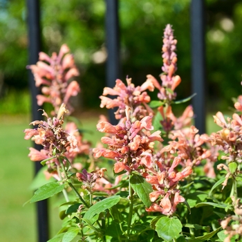 Agastache 'Apricot' 