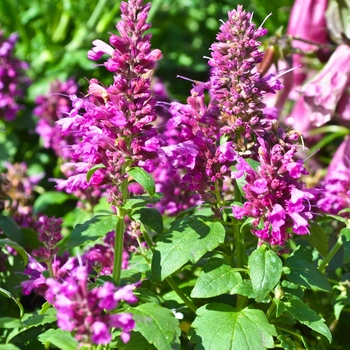 Agastache 'Grape Nectar™' 