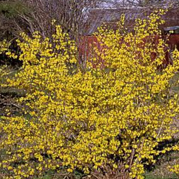 Forsythia x intermedia 'New Hampshire Gold' 