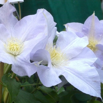 Clematis 'evipo003' 