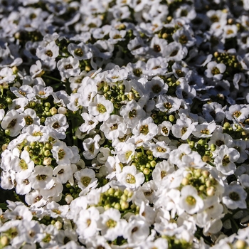 Lobularia maritima 'Snow Crystals' 