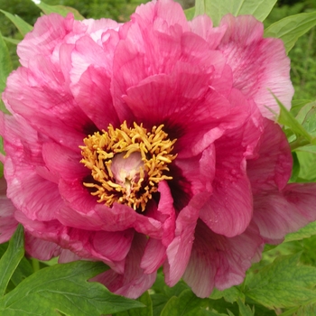 Paeonia lutea 'Leda' 