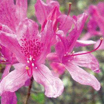 Rhododendron Northern Lights hybrid 'Lilac Lights' 