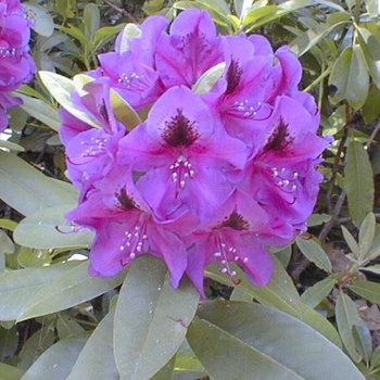 Rhododendron 'Wojnar's Purple' 
