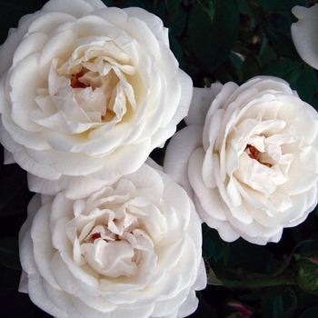 Rosa 'Radfragwhite' PP22988