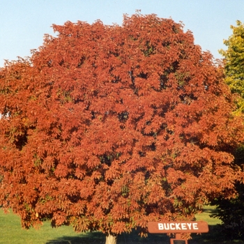 Aesculus 'Homestead' 