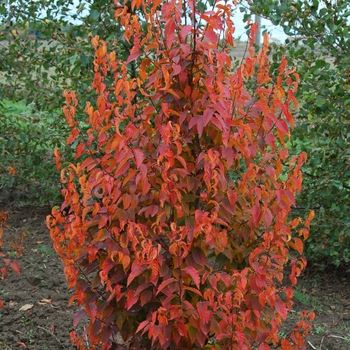 Carpinus caroliniana 'Firespire™' J.N. Upright