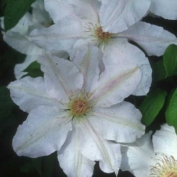 Clematis 'Evipo009' 