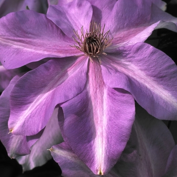 Clematis 'Evipo028' 