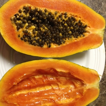 Carica papaya