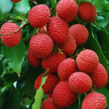 Litchi chinensis