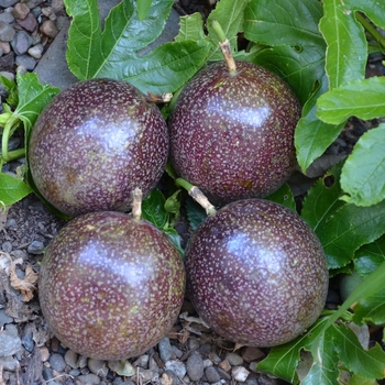 Passiflora edulis