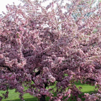 Malus 'Prairie Maid' 