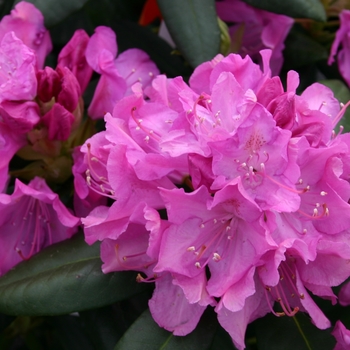 Rhododendron 'Slam Dunk' 