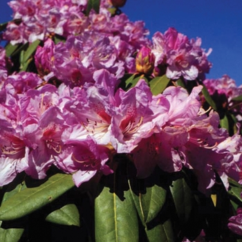Rhododendron 'March Madness' 