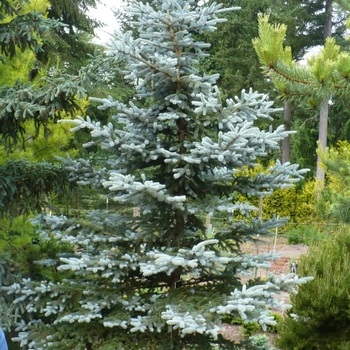 Picea pungens 'Copeland' 