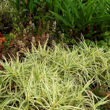 Carex phyllocephala 'Spark Plug'