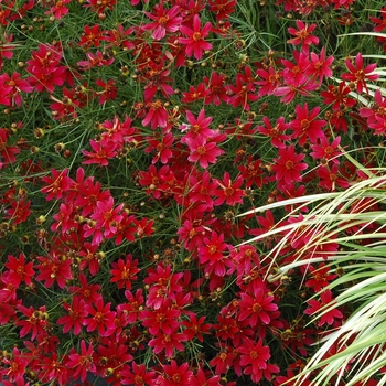 Coreopsis 'Center Stage'