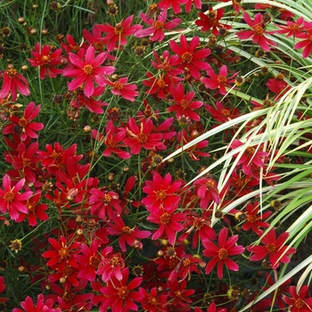 Coreopsis 'Center Stage' PP22707