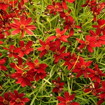 Coreopsis 'Cherry Lemonade'