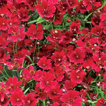 Coreopsis Pie™ 'Cherry Pie'