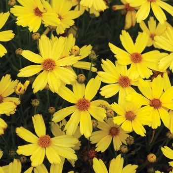 Coreopsis Jewel™ 'Citrine' (065618)