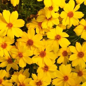 Coreopsis Jewel™ 'Citrine' (065619)