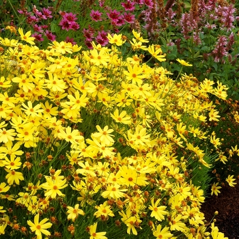 Coreopsis 'Citrine' PP22478