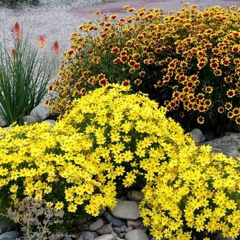 Coreopsis Jewel™ 'Citrine' (065622)