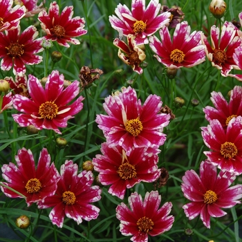 Coreopsis 'Cranberry Ice'