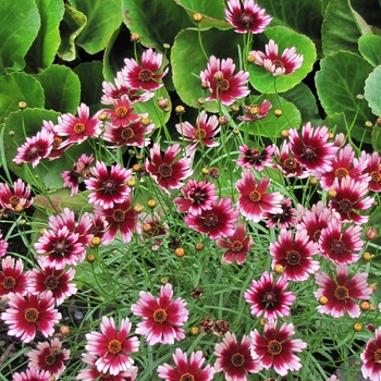 Coreopsis 'Fruit Punch' PP22487