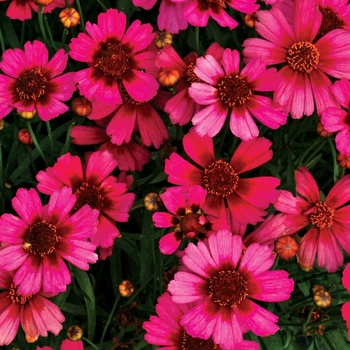 Coreopsis Jewel™ 'Garnet'