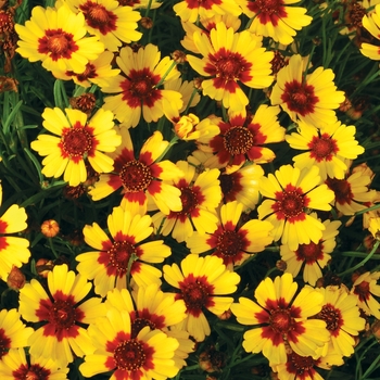 Coreopsis Pie™ 'Pineapple Pie'