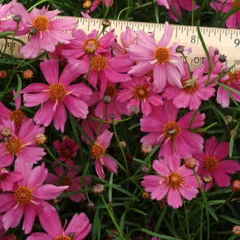 Coreopsis 'Pink Lemonade' PP18625