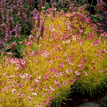 Coreopsis 'Pink Lemonade'