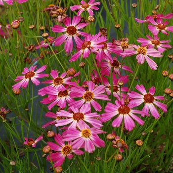 Coreopsis 'Pink Sapphire' 