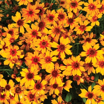 Coreopsis Pie™ 'Pumpkin Pie'