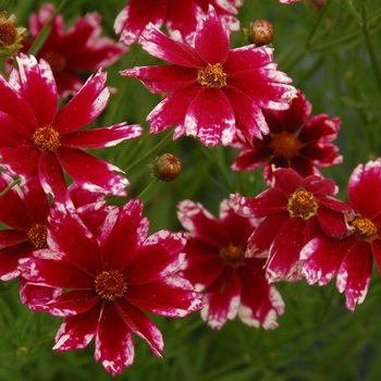 Coreopsis Jewel™ 'Ruby Frost' PP21758